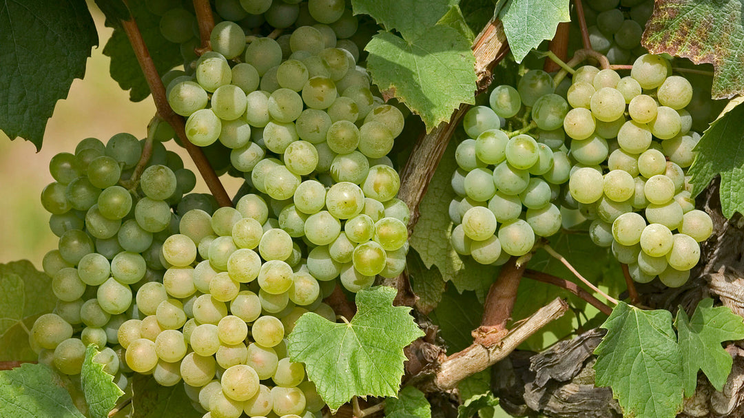 Wein und Rebsorten