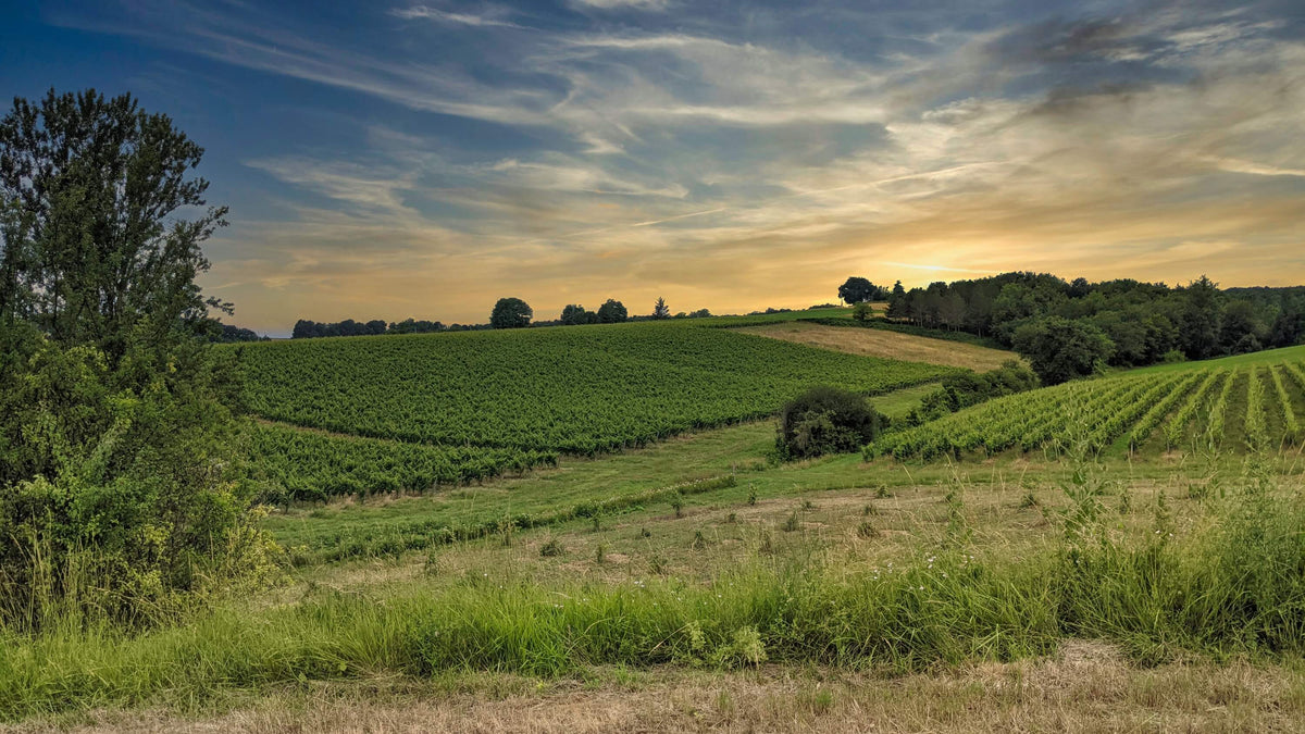 Weingüter (Domaines)