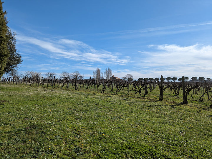 Weinberg von Château Pomès-Pébérère in der Ténarèze
